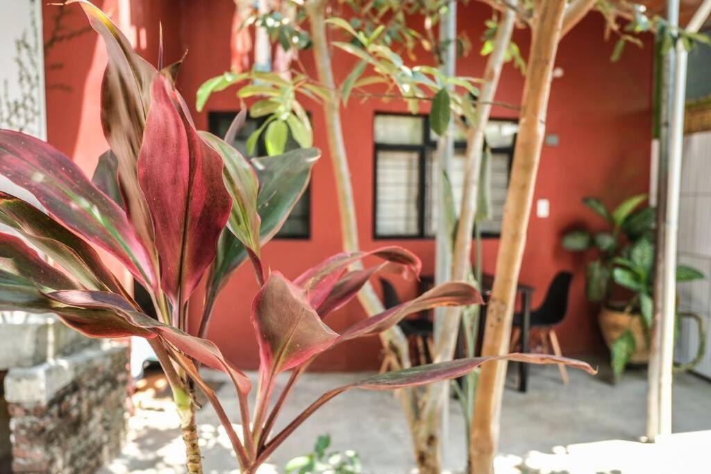 Chill Green Beautiful Downtown Area Tv Good Wifi Oaxaca Luaran gambar